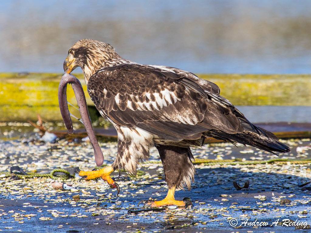 third year bald eagle feeding on Pacific hagfish by Andrew Reding is licensed under CC BY-NC-ND 2.0